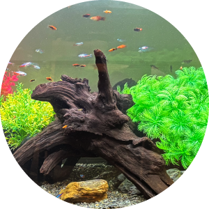 アクアリウムインテリア,選ばれる理由,プロ品質の美しい水景